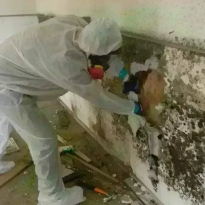 Mold Remediation and Removal in Columbus, MT